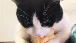 Illustration : Habitué à lutter pour sa survie, cet ex-chat errant a toujours peur de manquer de nourriture et protège ses aliments