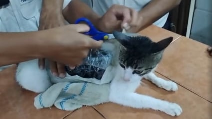 Illustration : Ce chat servant de mule transportait des paquets de stupéfiants que des individus tentaient d'introduire en prison !