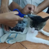 Illustration : Ce chat servant de mule transportait des paquets de stupéfiants que des individus tentaient d'introduire en prison !