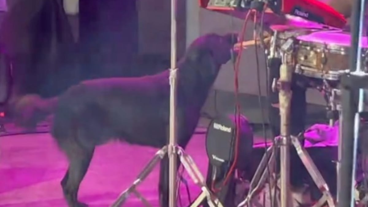 Illustration : "Un chien errant fait irruption sur scène lors d’un concert et partage un moment inoubliable avec le batteur (vidéo)"