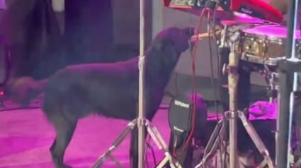 Illustration : Un chien errant fait irruption sur scène lors d’un concert et partage un moment inoubliable avec le batteur (vidéo)