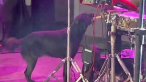 Illustration : "Un chien errant fait irruption sur scène lors d’un concert et partage un moment inoubliable avec le batteur (vidéo)"