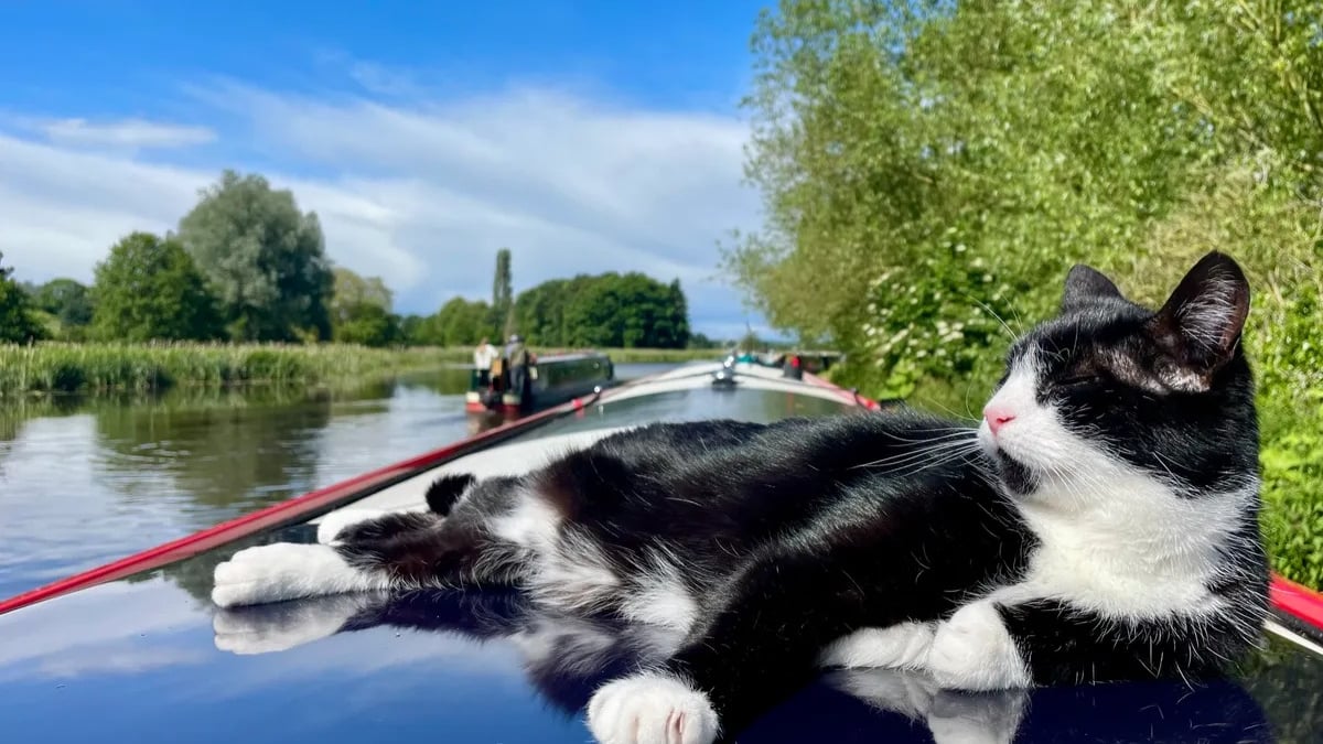 Illustration : "Autrefois abandonné dans un sac poubelle, ce chat profite désormais d'une nouvelle vie de rêve en voguant avec son maître sur les canaux"
