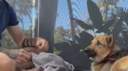 Illustration : Un sauveteur prend une décision qui change radicalement la vie du chien le plus traumatisé qu'il ait sauvé