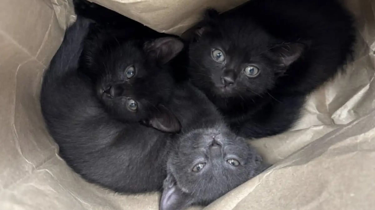 Illustration : "Un trio de chatons passe de l'abandon dans un sac en papier au bord d'une autoroute à une nouvelle vie au sein de familles aimantes"