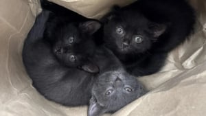 Illustration : "Un trio de chatons passe de l'abandon dans un sac en papier au bord d'une autoroute à une nouvelle vie au sein de familles aimantes"