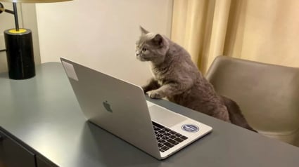 Illustration : En quelques heures, une offre d’emploi pour une garde de chat originale obtient plus de 200 candidatures