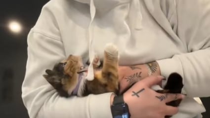 Illustration : Elle sauve un chat dans une grange et découvre qu’il ne sera jamais comme les autres à cause d’une particularité (vidéo) 