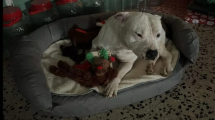 Illustration : Tombée sous le charme d’un chien vivant dans la rue, cette femme est prête à donner 50 000 euros à ses maîtres pour obtenir un droit d’adoption
