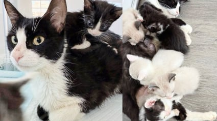 Illustration : Aidée par une équipe de bénévoles, une maman chat débordée par sa portée de 8 petits retrouve peu à peu énergie et vitalité (vidéo)
