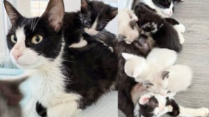 Illustration : "Aidée par une équipe de bénévoles, une maman chat débordée par sa portée de 8 petits retrouve peu à peu énergie et vitalité (vidéo)"