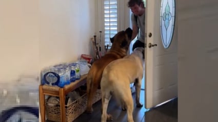 Illustration : 2 Mastiffs explosent de joie en voyant rentrer leur frère humain parti depuis des mois (vidéo)