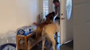 Illustration : "2 Mastiffs explosent de joie en voyant rentrer leur frère humain parti depuis des mois (vidéo)"