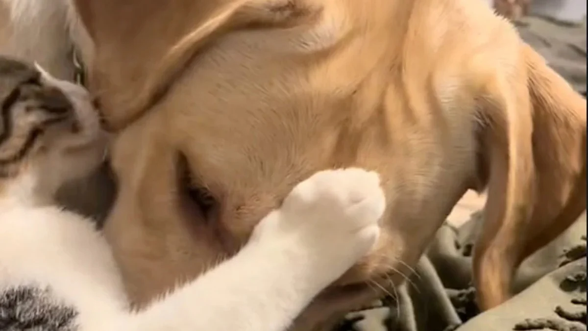 Illustration : "Après avoir creusé un gros trou près de la clôture de son jardin, cette chienne rencontre enfin sa meilleure amie (vidéo)"