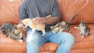 Illustration : "Après avoir été nourri au biberon par leur papa de substitution, ces 5 adorables chatons le suivent comme des canetons (vidéo)"