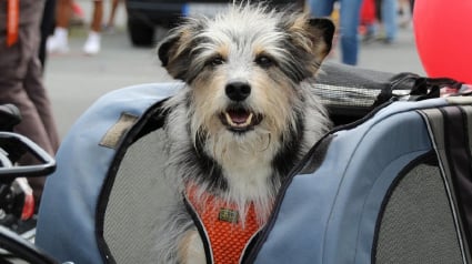Illustration : Un chien et son maître se lancent dans un périple à vélo de 4000 kilomètres qui s'annonce palpitant