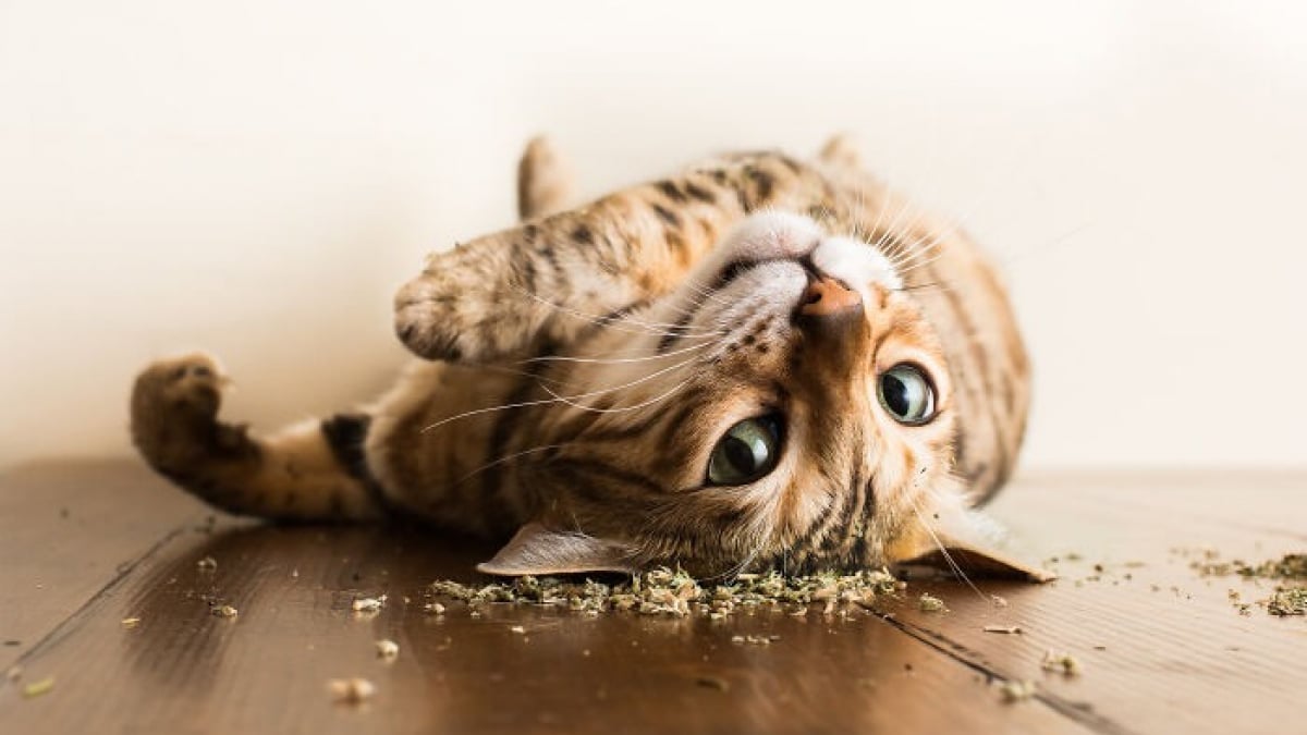 Illustration : "20 photos montrant des chats sous toutes leurs facettes"