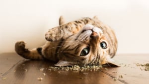 Illustration : 20 photos montrant des chats sous toutes leurs facettes