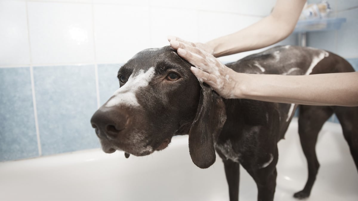 Illustration : "10 recommandations pour que votre chien apprécie le toilettage"