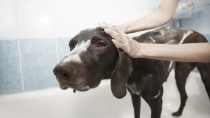 Illustration : 10 recommandations pour que votre chien apprécie le toilettage