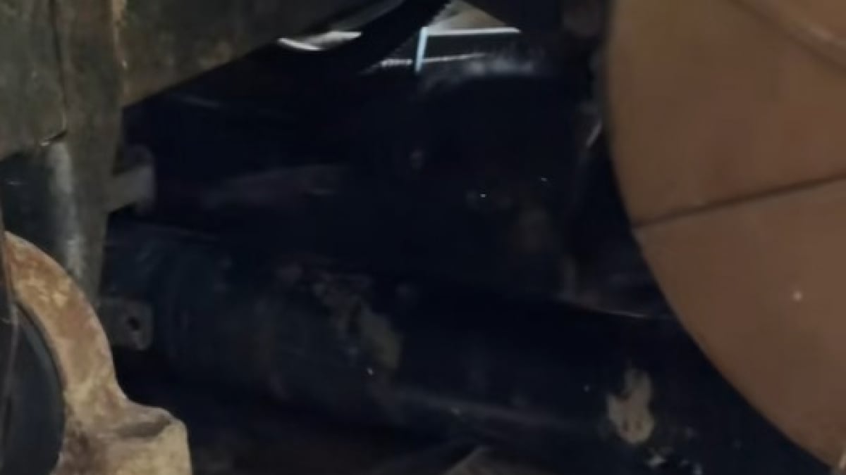 Illustration : "Après la découverte d'une chatte sans vie dans son garage, une bonne samaritaine accueille sans hésiter ses chatons devenus orphelins (vidéo)"