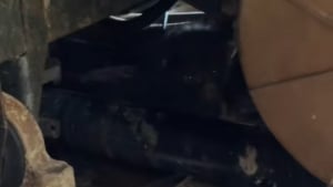 Illustration : "Après la découverte d'une chatte sans vie dans son garage, une bonne samaritaine accueille sans hésiter ses chatons devenus orphelins (vidéo)"