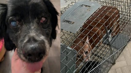 Illustration : Un chien aveugle et 5 chats sauvés d'un logement insalubre obtiennent une chance de vivre une vie meilleure