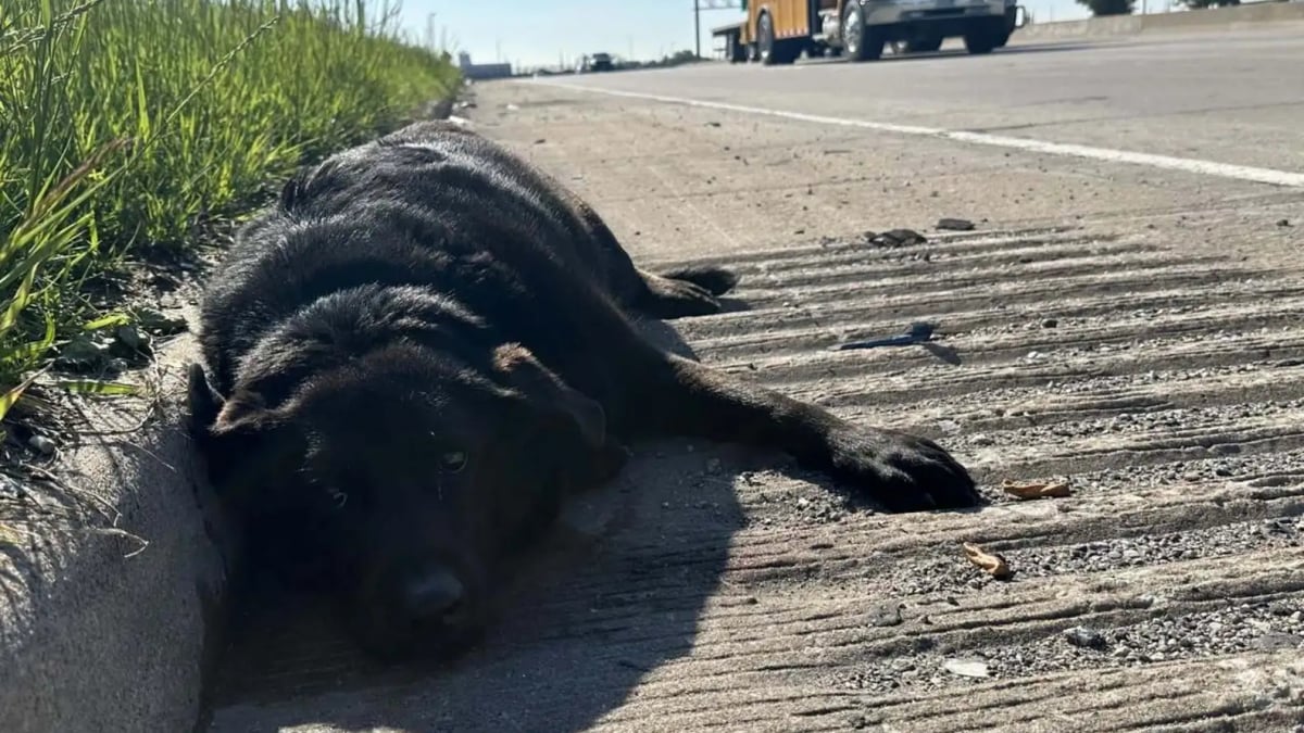 Illustration : "Dévouée et loyale, une chienne refuse d’abandonner sa meilleure amie blessée sur l’autoroute"