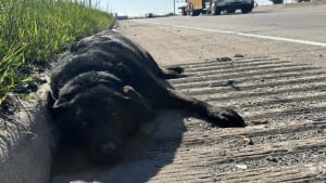 Illustration : "Dévouée et loyale, une chienne refuse d’abandonner sa meilleure amie blessée sur l’autoroute"