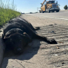 Illustration : Dévouée et loyale, une chienne refuse d’abandonner sa meilleure amie blessée sur l’autoroute