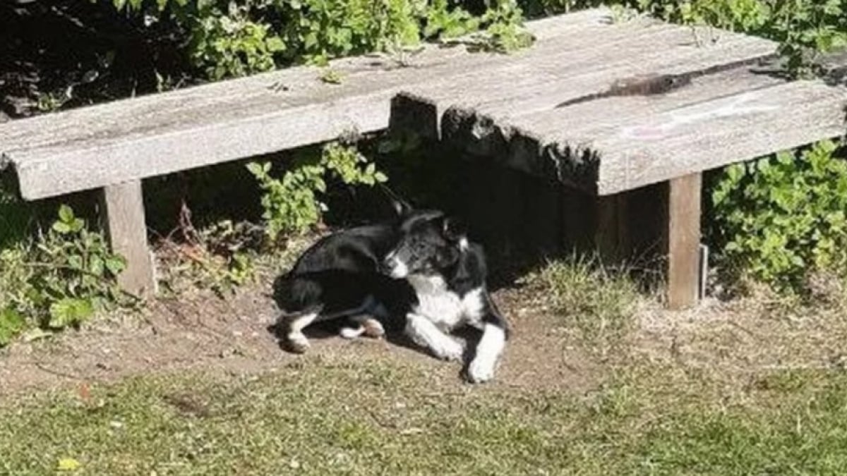 Illustration : "Abandonné avec ses affaires éparpillées sur le sol, ce chien recroquevillé sous un banc réapprend à faire confiance"