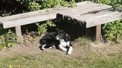 Illustration : Abandonné avec ses affaires éparpillées sur le sol, ce chien recroquevillé sous un banc réapprend à faire confiance