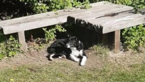 Illustration : "Abandonné avec ses affaires éparpillées sur le sol, ce chien recroquevillé sous un banc réapprend à faire confiance"
