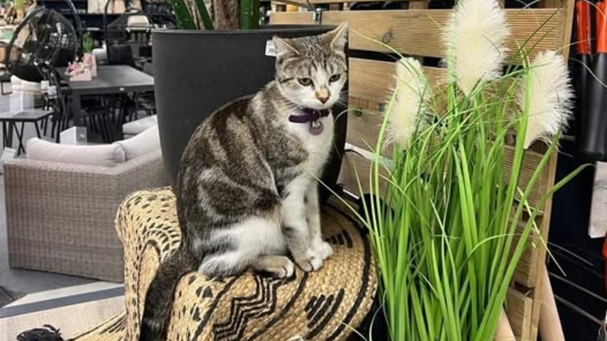 Illustration : "La disparition de la chatte mascotte d'un magasin de jardinage suscite 3 jours d'inquiétude et une formidable mobilisation"