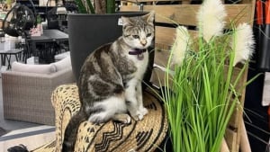 Illustration : "La disparition de la chatte mascotte d'un magasin de jardinage suscite 3 jours d'inquiétude et une formidable mobilisation"