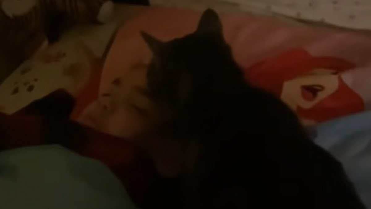 Illustration : "À court de solutions pour réveiller sa fille, une mère envoie son chat tous les matins (vidéo)"