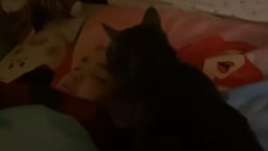 Illustration : À court de solutions pour réveiller sa fille, une mère envoie son chat tous les matins (vidéo)