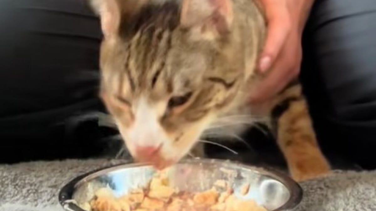 Illustration : "Une propriétaire aimante soutient son chat aux mouvements incontrôlés pour l’aider à manger (vidéo) "