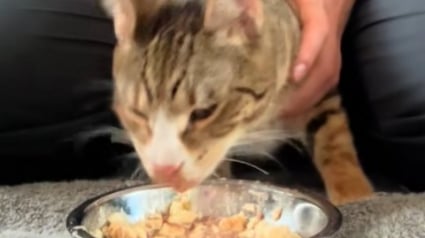 Illustration : Une propriétaire aimante soutient son chat aux mouvements incontrôlés pour l’aider à manger (vidéo) 