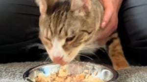 Illustration : "Une propriétaire aimante soutient son chat aux mouvements incontrôlés pour l’aider à manger (vidéo) "