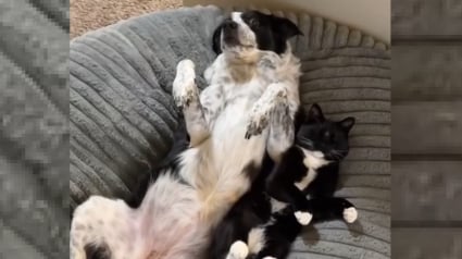 Illustration : La relation drôle et touchante entre un chat "pot-de-colle" récemment adopté et le chien dont il ne respecte jamais l'espace privé (vidéo)