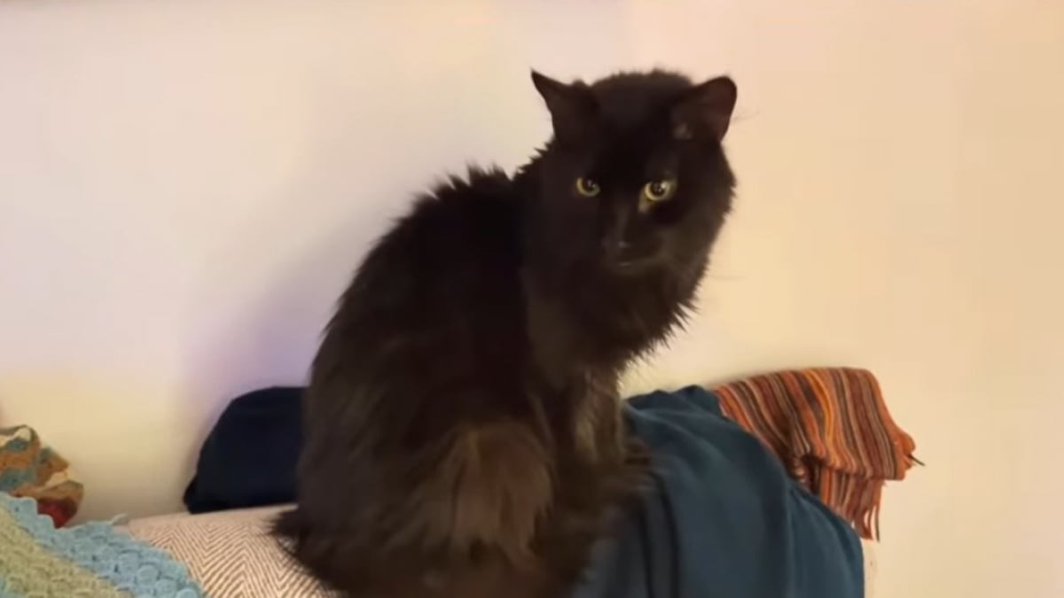 Illustration : "Depuis son plus jeune âge, ce chat surmonte les épreuves de la vie avec courage, dont une opération délicate du cerveau"