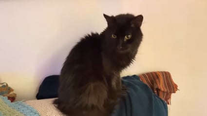 Illustration : Depuis son plus jeune âge, ce chat surmonte les épreuves de la vie avec courage, dont une opération délicate du cerveau