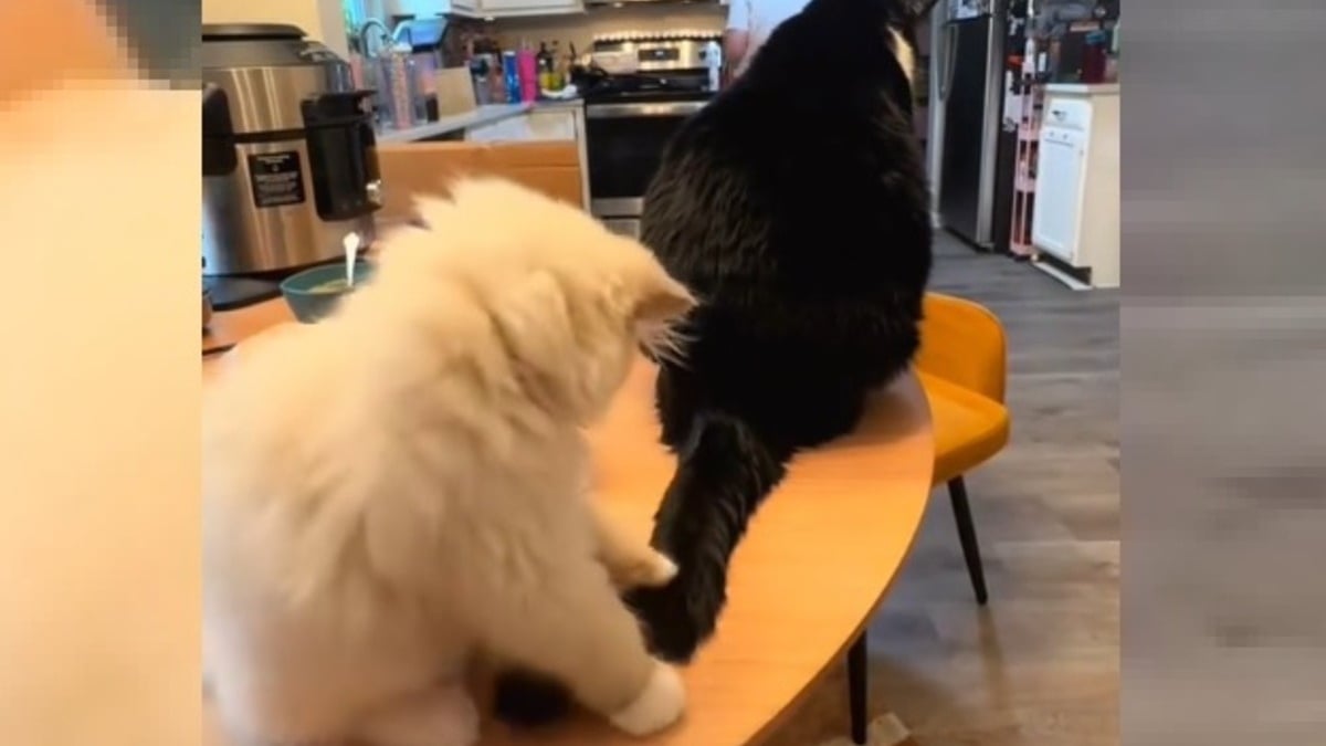 Illustration : "Le cinglant rappel à l'ordre d'un chat adulte à son jeune congénère ayant pris sa queue pour un jouet (vidéo)"
