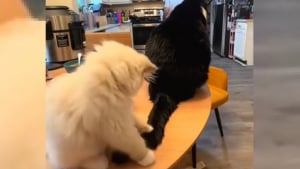 Illustration : "Le cinglant rappel à l'ordre d'un chat adulte à son jeune congénère ayant pris sa queue pour un jouet (vidéo)"