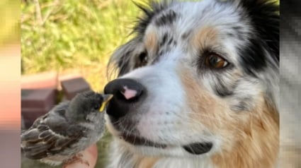 Illustration : En découvrant un oisillon orphelin dans le jardin, une chienne le sauve et l'aide à mener la vie heureuse dont il aurait été privé sans elle