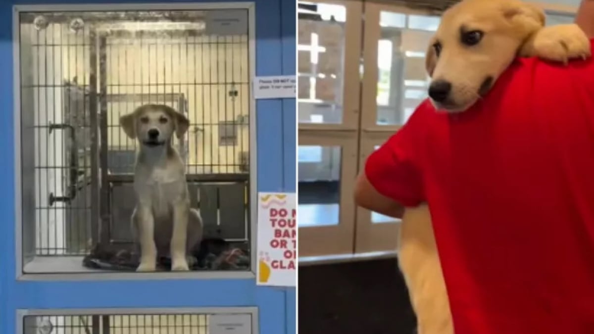 Illustration : "Alors que cette famille cherchait un Chihuahua dans un refuge, ce chiot la choisit et la fait craquer (vidéo)"