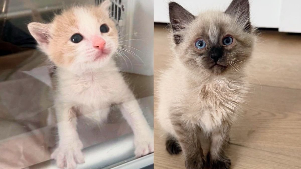 Illustration : "Un chaton abandonné par sa maman à la naissance trouve du réconfort auprès d’un autre petit félin esseulé (vidéo)"