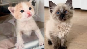 Illustration : "Un chaton abandonné par sa maman à la naissance trouve du réconfort auprès d’un autre petit félin esseulé (vidéo)"