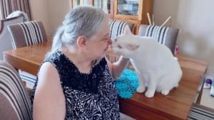 Illustration : "Selon les dernières volontés de sa maîtresse, ce chat a pu assister à ses funérailles et faire ses derniers adieux"